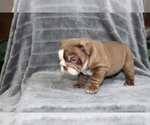 Small Photo #12 Bulldog Puppy For Sale in BRANDON, FL, USA