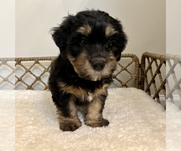 Medium Photo #5 Australian Mountain Dog Puppy For Sale in CULPEPER, VA, USA
