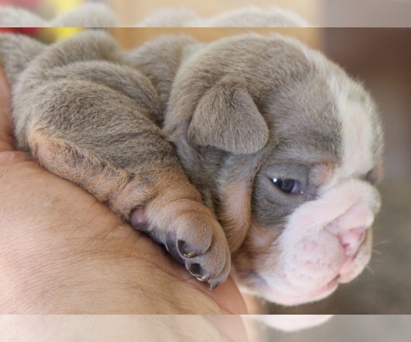 Medium Photo #2 English Bulldog Puppy For Sale in HAGERSTOWN, MD, USA