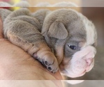 Small Photo #2 English Bulldog Puppy For Sale in HAGERSTOWN, MD, USA