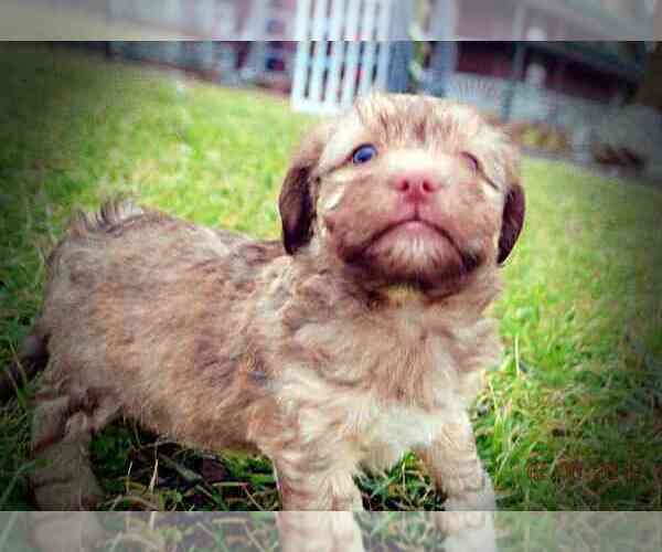 Medium Photo #12 Havanese Puppy For Sale in MARSHFIELD, MO, USA