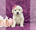 Small Photo #4 Goldendoodle-Poodle (Toy) Mix Puppy For Sale in AIRVILLE, PA, USA