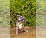 Small Photo #3 French Bulldog Puppy For Sale in DES PLAINES, IL, USA