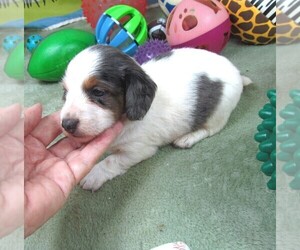 Dachshund Puppy for sale in RATTAN, OK, USA