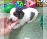 Image preview for Ad Listing. Nickname: Pascal