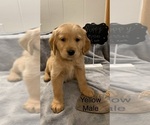 Small Photo #13 Golden Retriever Puppy For Sale in MOLINE, IL, USA