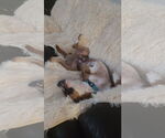 Small #3 American Staffordshire Terrier-Boxer Mix