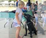 Small #1 Labrador Retriever Mix