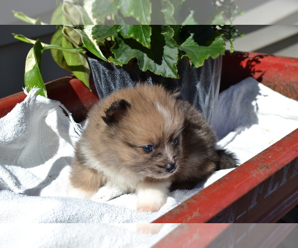 Medium Photo #3 Pomeranian Puppy For Sale in GREENWOOD, WI, USA