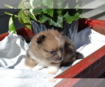 Small #2 Pomeranian