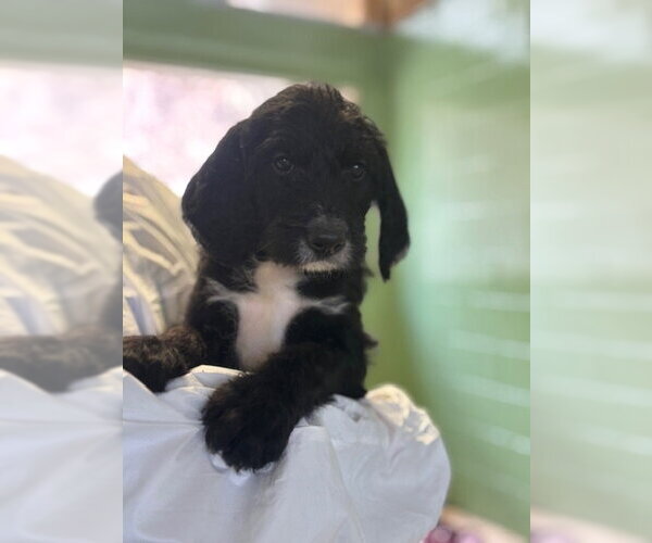 Medium Photo #2 Mutt Puppy For Sale in Elmsford, NY, USA