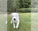 Nettle (N Puppies) - Male Great Pyrenees-Unknown Mix Dog for Adoption - Small photo