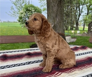 Cockapoo Puppy for sale in THORP, WI, USA