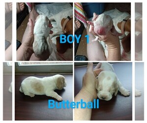 Basset Hound Puppy for sale in BULLS GAP, TN, USA