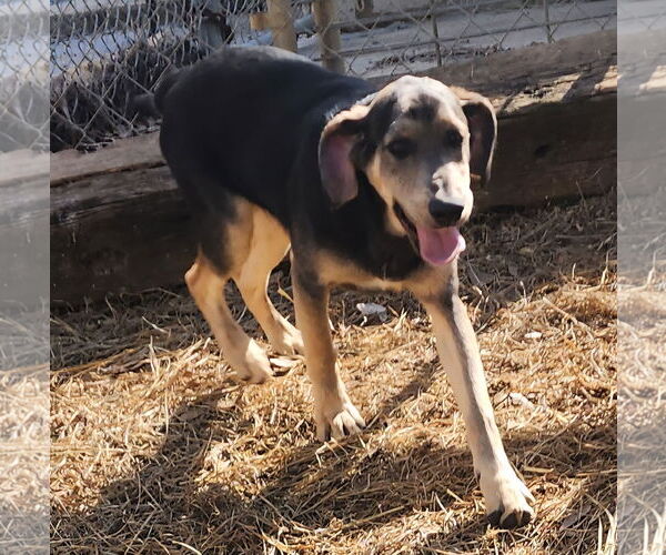 Medium Photo #2 Mutt Puppy For Sale in Wetumpka, AL, USA