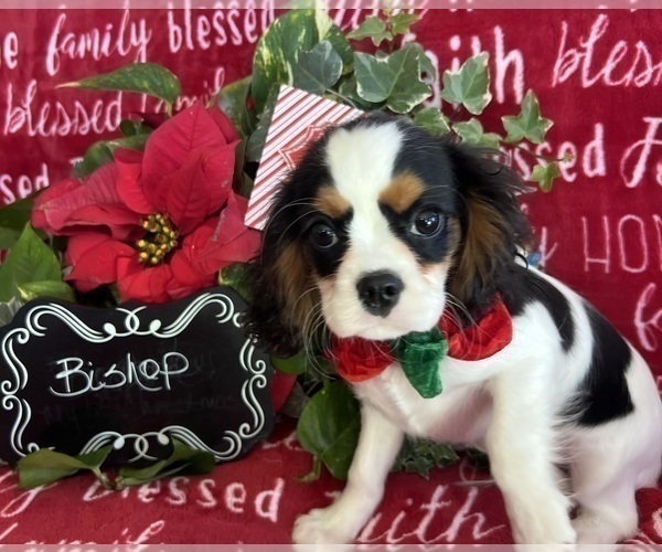 Medium Photo #4 Cavalier King Charles Spaniel Puppy For Sale in ABILENE, TX, USA