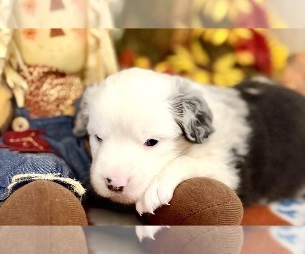 Medium Photo #4 Miniature Australian Shepherd Puppy For Sale in ANTHONY, FL, USA