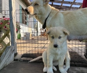 Australian Shepherd-German Shepherd Dog Mix Puppy for sale in BERNE, NY, USA