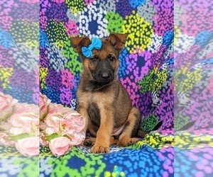 German Shepherd Dog Puppy for sale in ELKTON, MD, USA