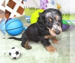 Small #1 Dachshund