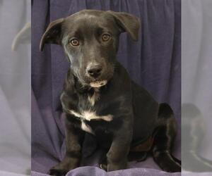 Basset Hound-Labrador Retriever Mix Dogs for adoption in Thief River Falls, MN, USA