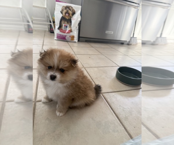 Medium Photo #5 Pomeranian Puppy For Sale in ARLINGTON, TX, USA