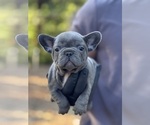 Small #2 French Bulldog