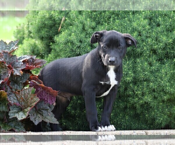 Medium Photo #1 Labrador Retriever-Unknown Mix Puppy For Sale in FREDERICKSBG, OH, USA