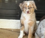 Puppy Aaron Miniature Australian Shepherd