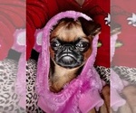 Small #3 Brussels Griffon