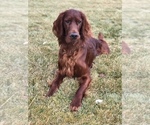 Small Photo #5 Irish Setter Puppy For Sale in MERIDIAN, ID, USA