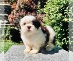 Puppy 3 Shih Tzu