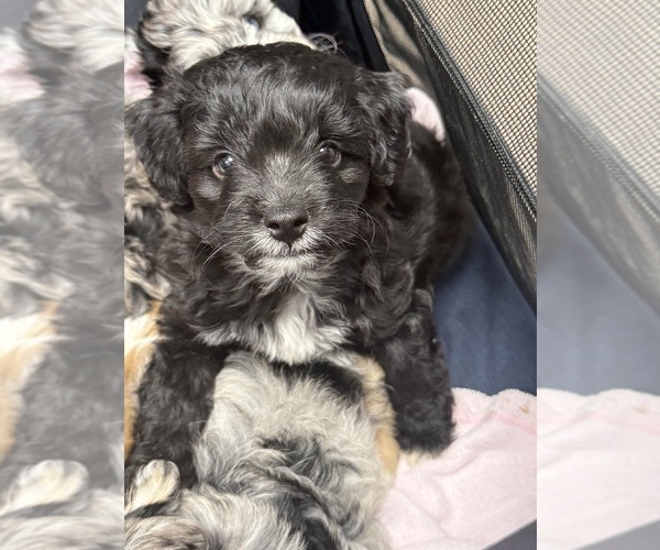 Medium Photo #1 Aussie-Poo Puppy For Sale in PENSACOLA, FL, USA