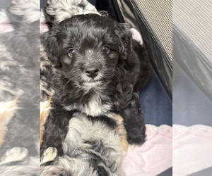 Aussie-Poo Puppy for sale in PENSACOLA, FL, USA