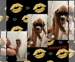 Small Photo #1 Boxer Puppy For Sale in COLUMBIA, SC, USA