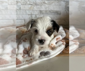 Yorkshire Terrier Puppy for sale in EUSTIS, FL, USA