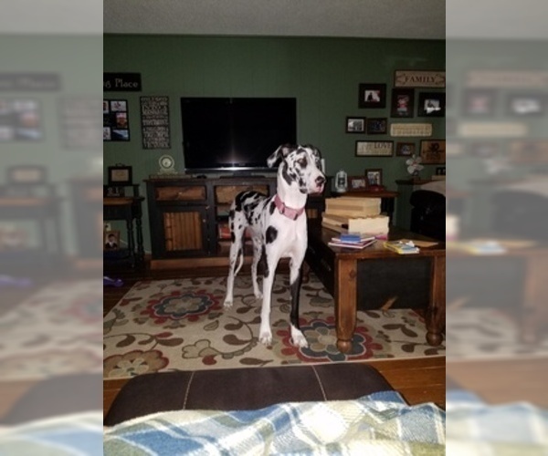 Medium Photo #1 Great Dane Puppy For Sale in STOCKTON, MO, USA