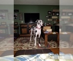 Small Photo #1 Great Dane Puppy For Sale in STOCKTON, MO, USA