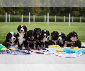 Bernedoodle Puppy for Sale in SHELBYVILLE, Indiana USA