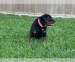 Small Photo #8 Rottweiler Puppy For Sale in HOUSTON, TX, USA