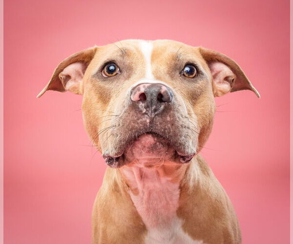 Medium Photo #1 American Pit Bull Terrier-Labrador Retriever Mix Puppy For Sale in Derwood, MD, USA