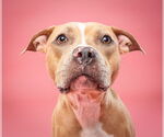 Small American Pit Bull Terrier-Labrador Retriever Mix