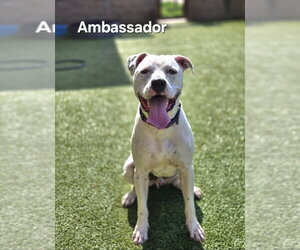 Argentinian Mastiff-Unknown Mix Dogs for adoption in Derwood, MD, USA