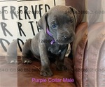 Puppy Purple Collar M Cane Corso