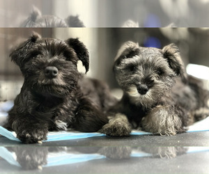 Affenpinscher-Miniature Schnauzer Mix Puppy for sale in FRESNO, CA, USA