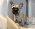 Small Photo #1 French Bulldog Puppy For Sale in Gatineau, Quebec, Canada