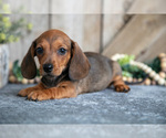 Puppy Gus Dachshund