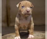Puppy 8 American Bully
