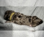 Small #5 Goldendoodle