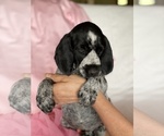 Small Photo #1 German Wirehaired Pointer Puppy For Sale in DEER RIVER, MN, USA